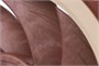 Вентилятор для корпуса Noctua NF-A12X25 FLX 213986