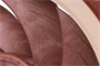 Вентилятор для корпуса Noctua NF-A12x25 LS-PWM 214003