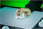 Мышь Razer Viper V4 Pro White 236186