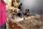 Пароочиститель Karcher SC 4 Deluxe Iron 200814